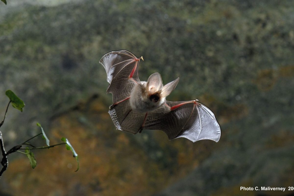 Oreillard En Vol - Maliverney