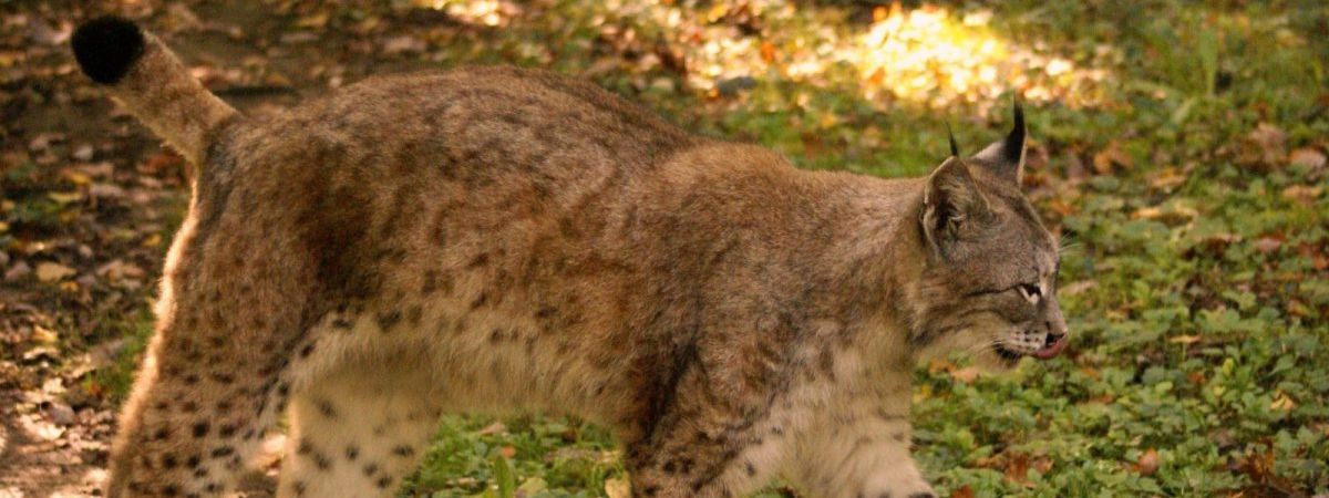 Journée Internationale Du Lynx