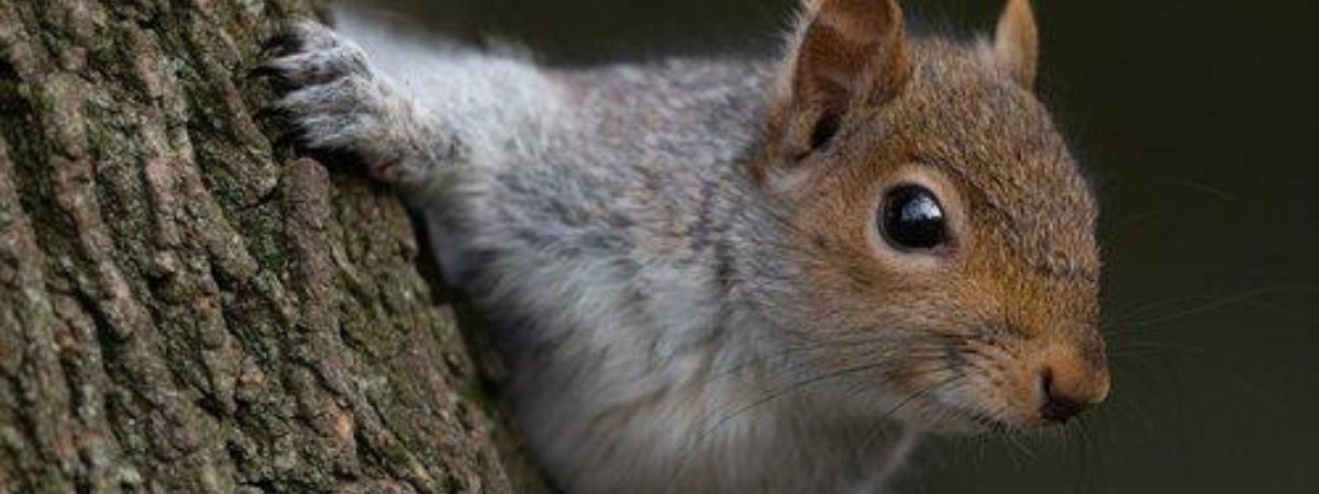 Atelier Intelligence Animale