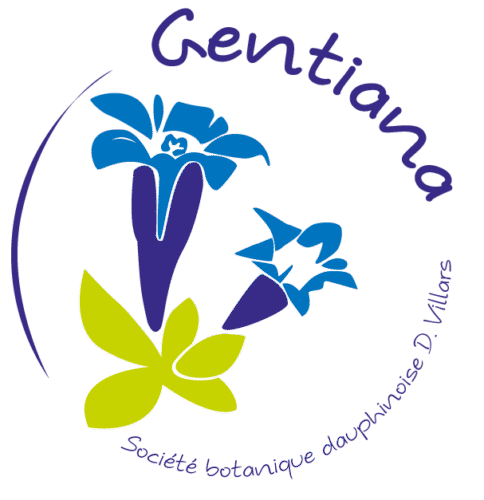 Gentiana