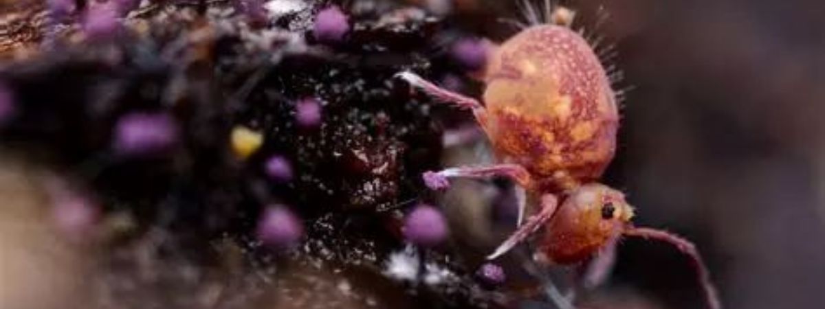 Planète Collemboles